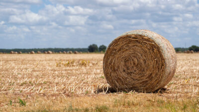 A bale of hay stands in a pasture.