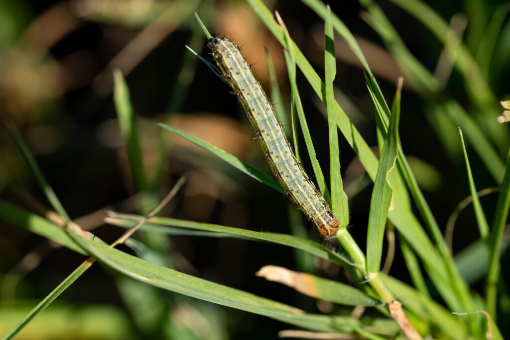 green armyworm with brown or black colored spots climbing on a green leaf. 