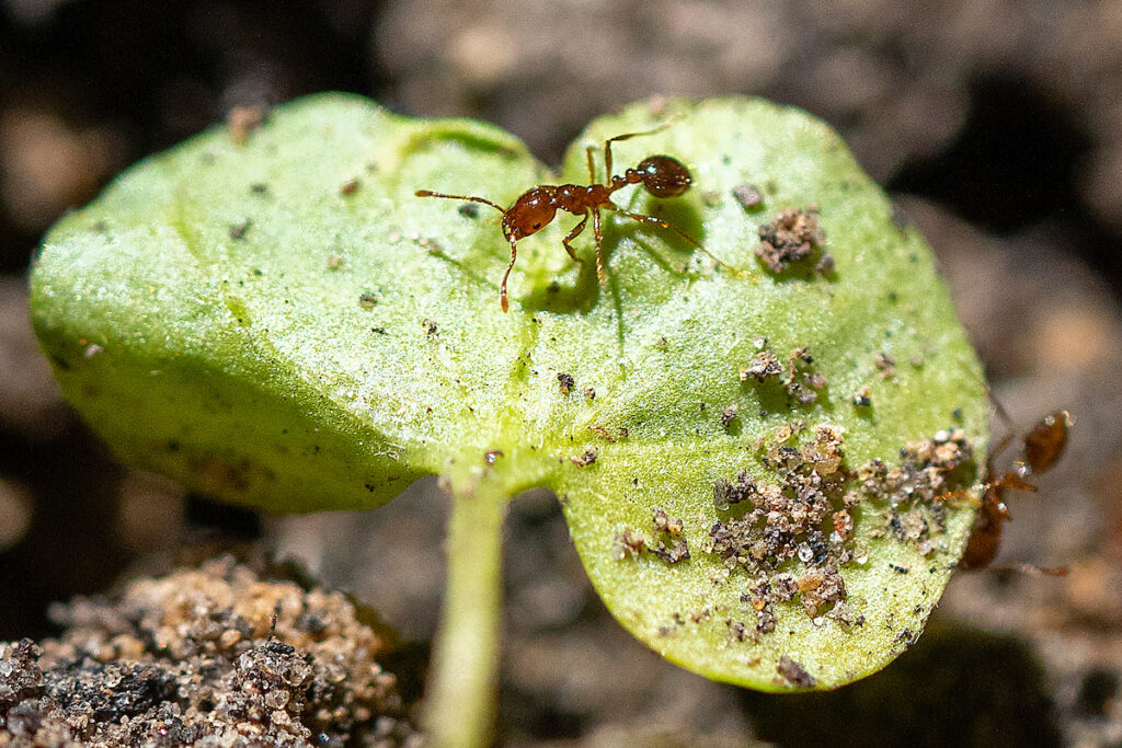 A red imported fire ant on a leaf. Public pests of concern is one of many topics at the Fall 2023 Integrated Pest Management Seminar on Nov. 15.