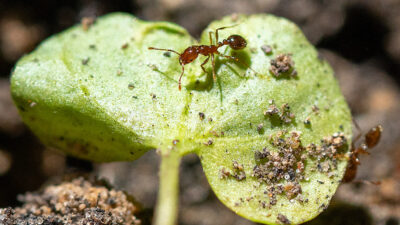 A red imported fire ant on a leaf.