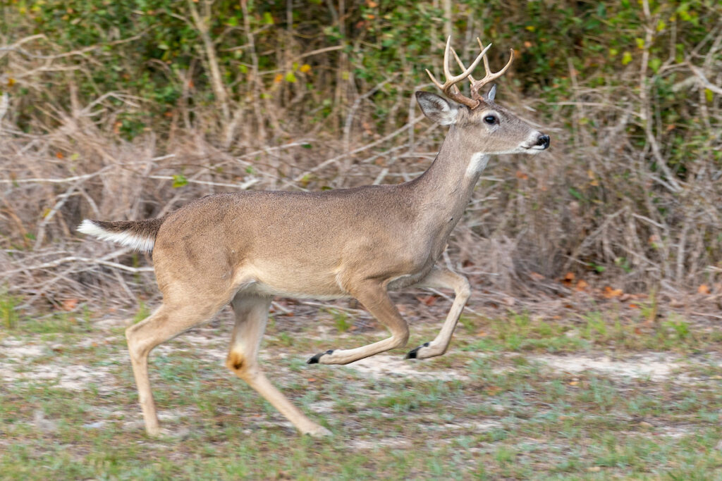 A white-tailed deer buck running. 