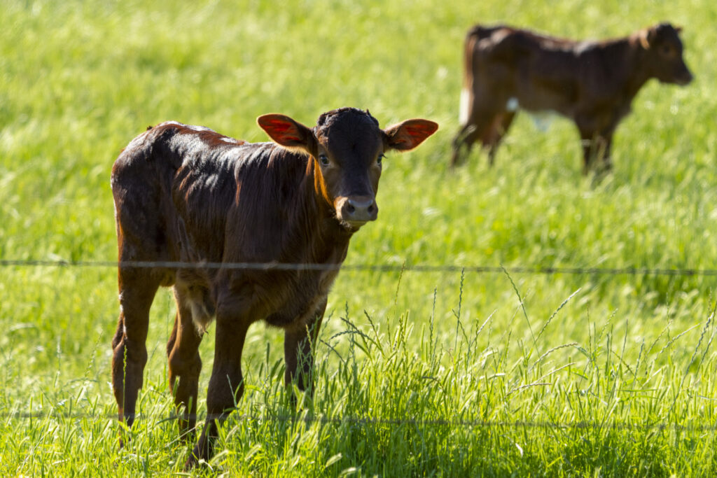 Two young beef calves standing in a field behind a barb wired fence