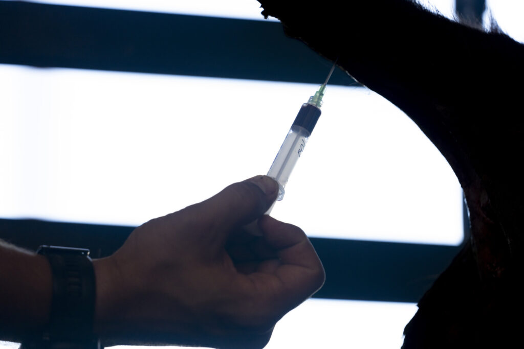 A hand holding a vial of livestock medication
