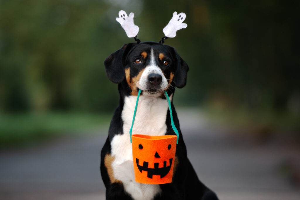 A dog with little white ghosts on its ears and it has an orange bucket hanging from it's mouth with a Halloween face on it.