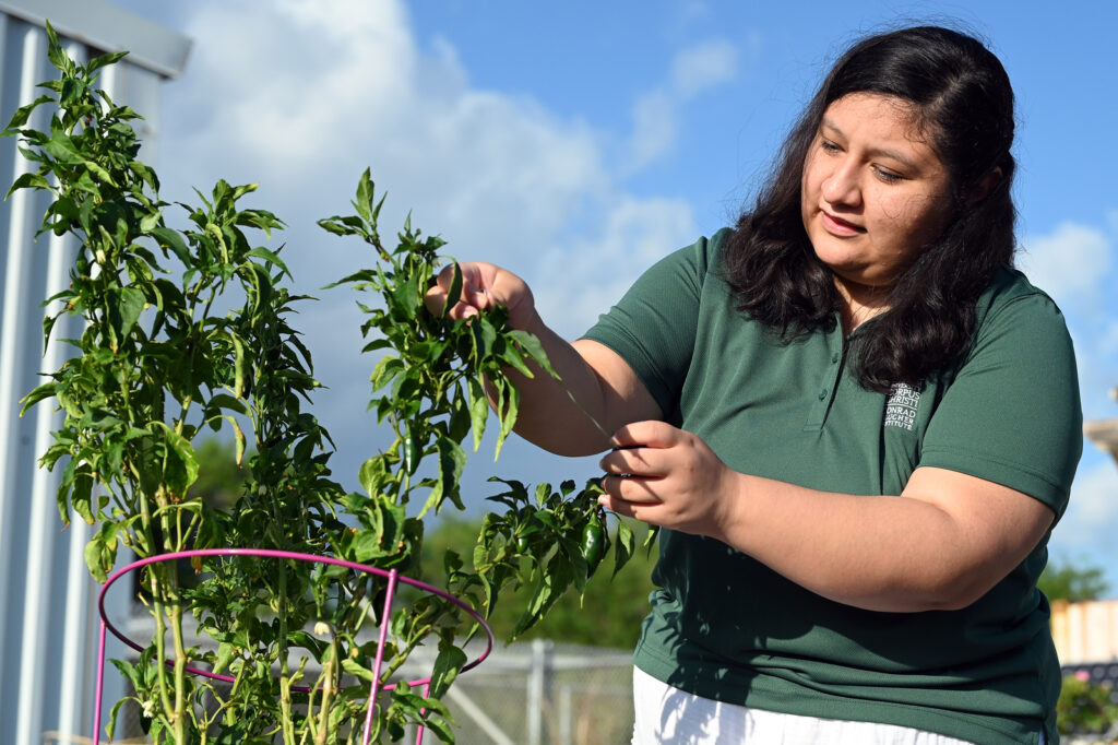 A woman, Ana Guerrero, who is participating in the AgTech program, stands next to a plant growing in a wire cage system