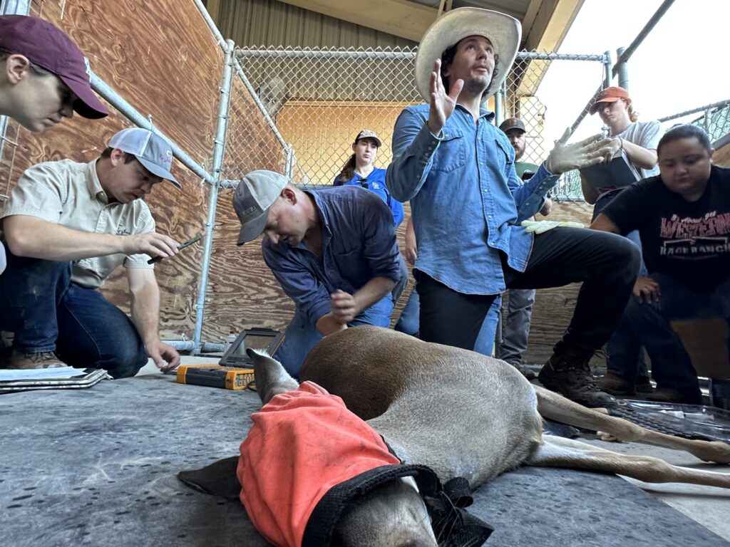 a blindfolded deer lays on the ground while men take an ultrasound on it and kneel beside it