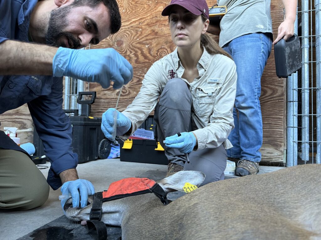A man collects an oral swab from a deer that lays on the ground blindfolded, as a woman sits by helping