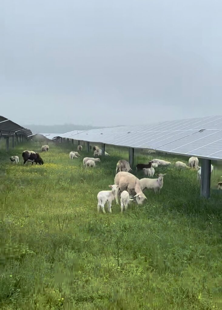 Sheep graze grass under solar panel arrays. 