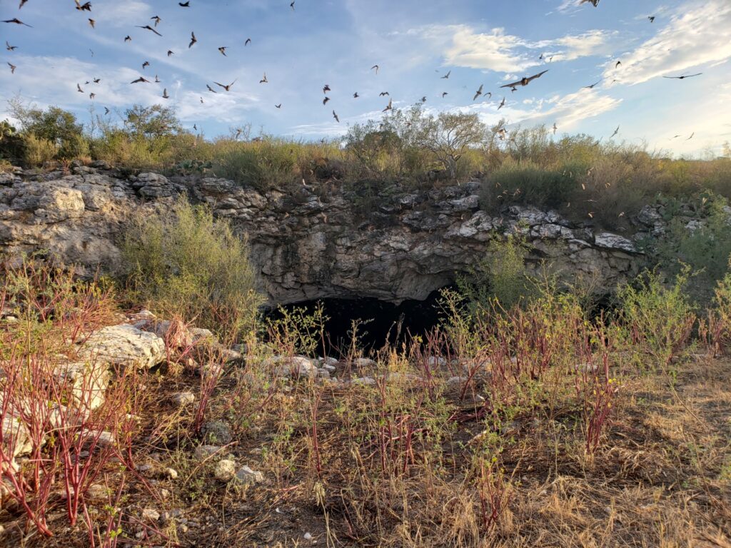 A group of bats leaving a cave during daylight in Frio, Texas.