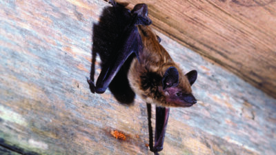 An evening bat hangs upside down on a rafter.