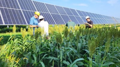 Four people inspect crops planted next to solar power arrays.