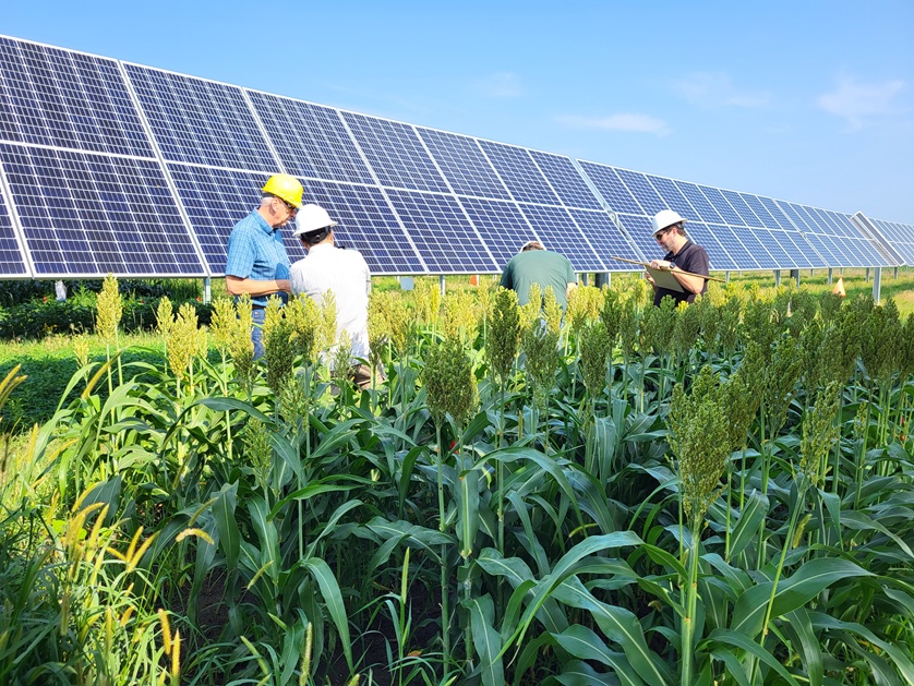 Four people inspect crops growing next to a solar panel array. 