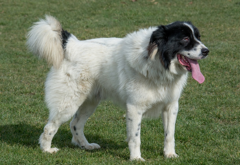 A Karakachan dog, white with a black face and spots, stands in a green field. They are used as livestock guardian dogs.