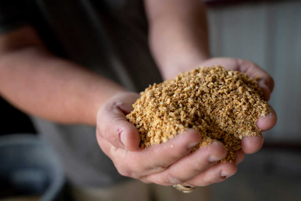 A person holding a handful of livestock feed mix. 