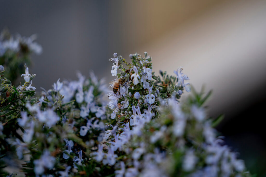 A bee feeding on a winter blooming bush in February, The dark green evergreen has small light purple clusters of flowers.