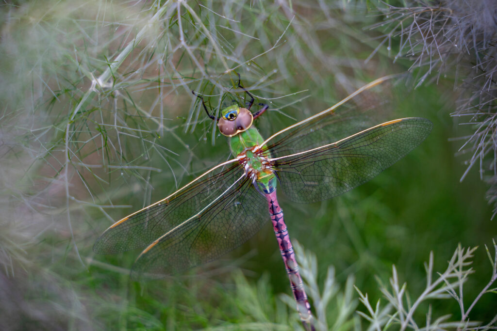 A colorful dragonfly sits on delicate vegetation. 