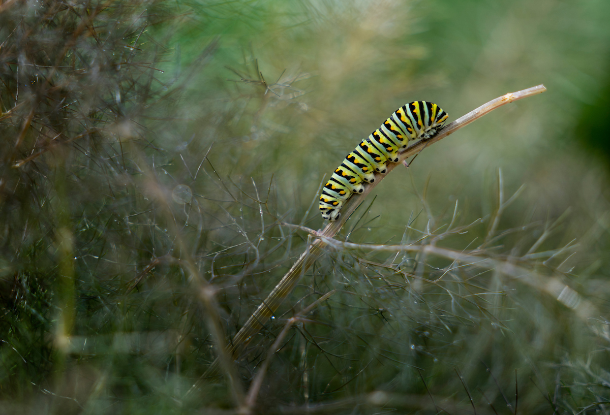 A colorful, striped caterpillar climbs along a slender branch. 