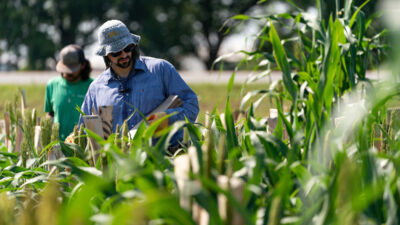 A man in a blue shirt is scouting pests in a sorghum field.