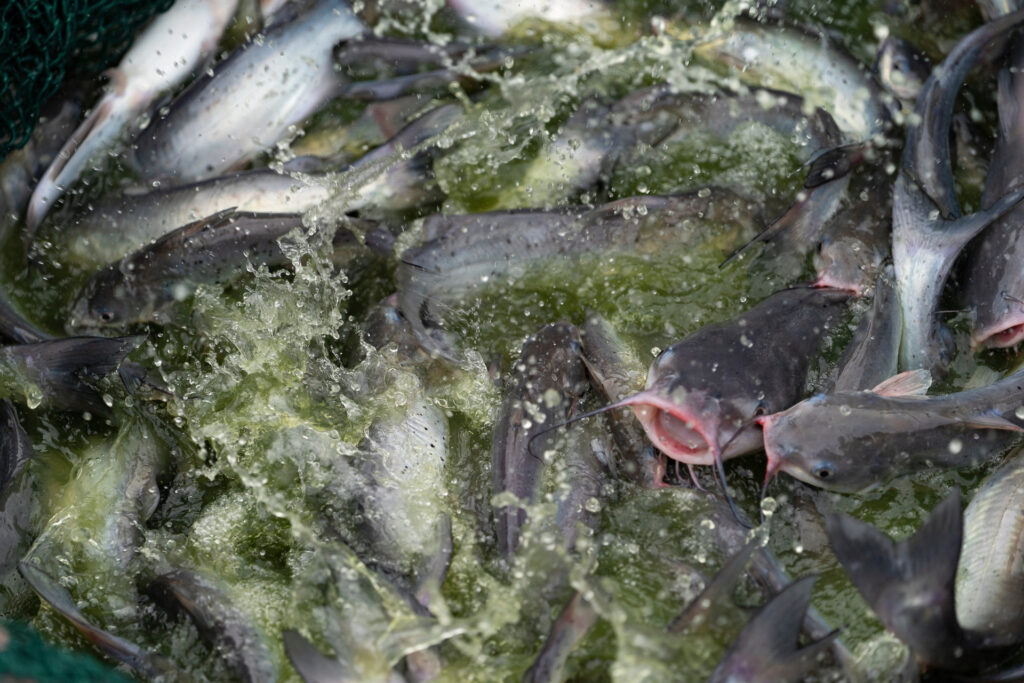 Dozens of farm-raised catfish at the water surface to feed. 