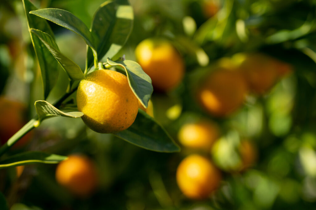 Oranges of various shades of green and orange in a citrus tree with bright green leaves