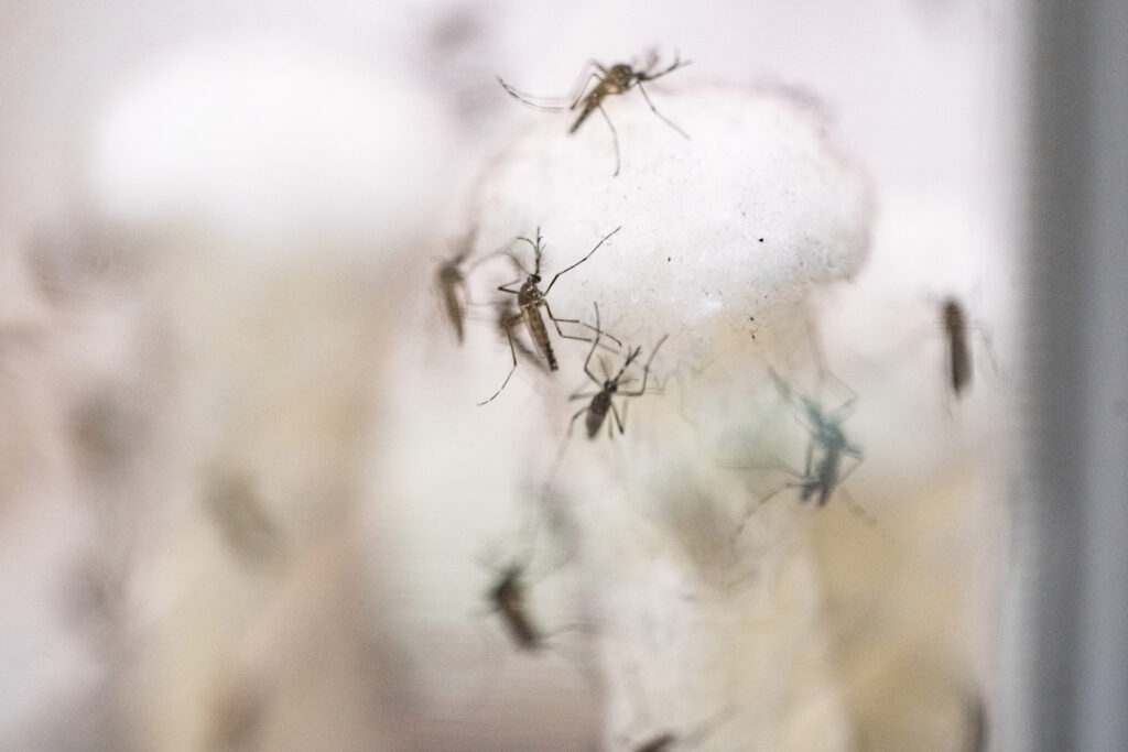 Mosquitoes in a glass container. A new grant aims to mitigate vector-borne diseases which are transmitted to humans and animals by blood feeders like ticks and mosquitoes.