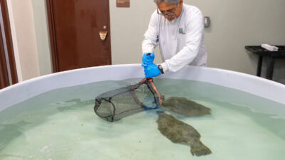 A man uses a net to capture a flounder in a holding tank.