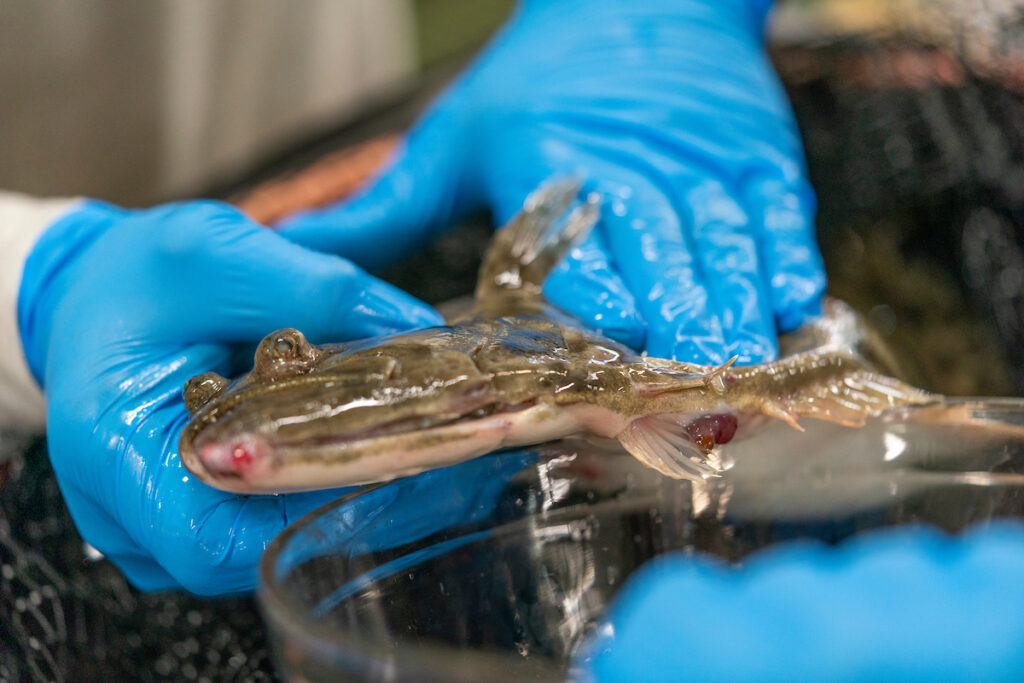 Two gloved hands apply gentle pressure to the abdomen of a flounder to extract eggs. 