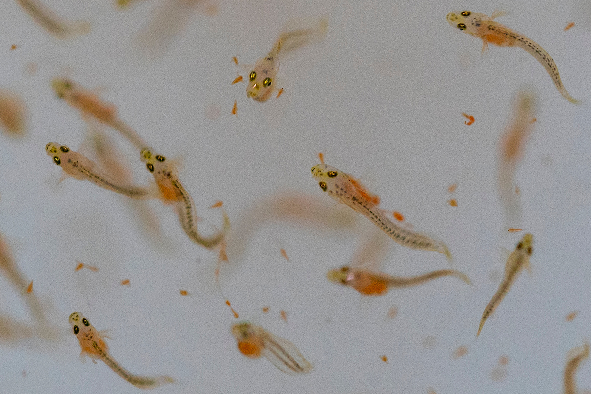 Multiple larval flounder viewed under a microscope. 