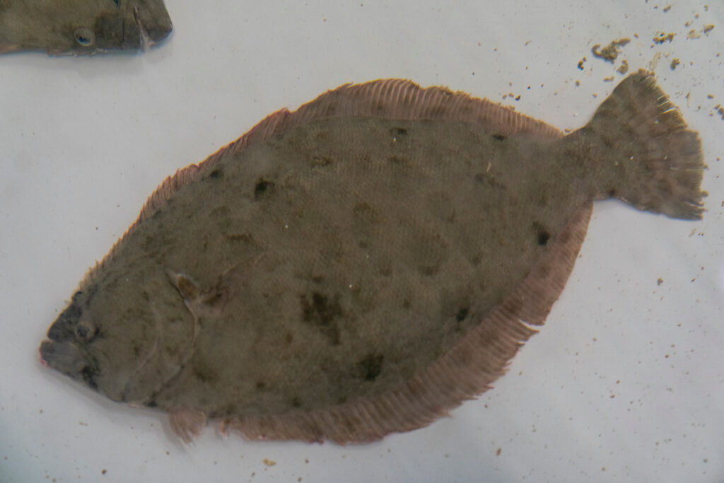 A southern flounder sits at the bottom of a hatchery tank.