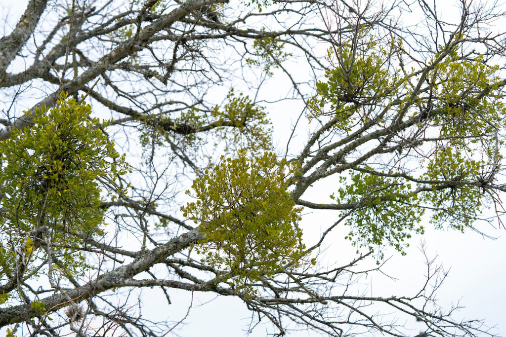 Clusters of mistletoe growing on a tree with no leaves, it is apparently winter.