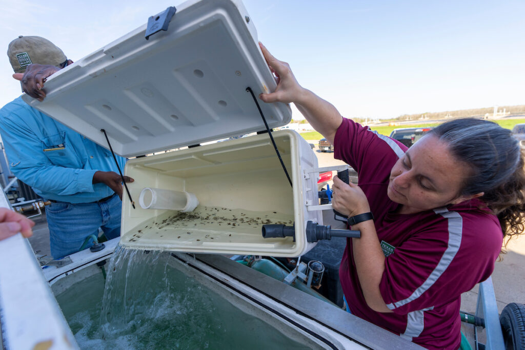 A man and woman dump juvenile flounder from a cooler into a tank. 