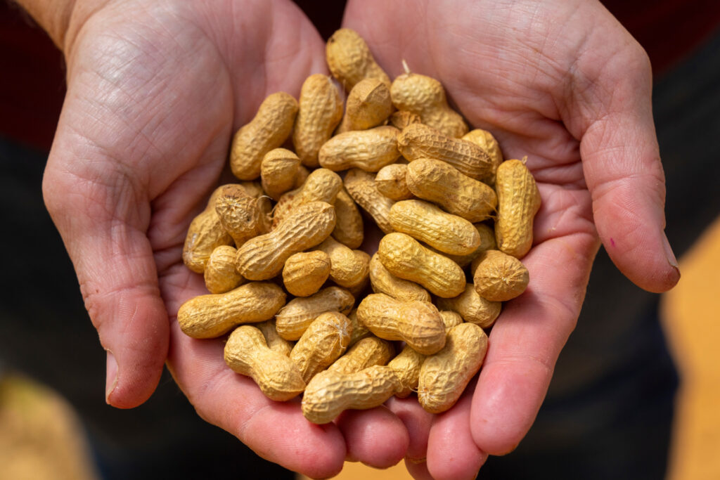 hands cupped and holding a handful of peanuts. 