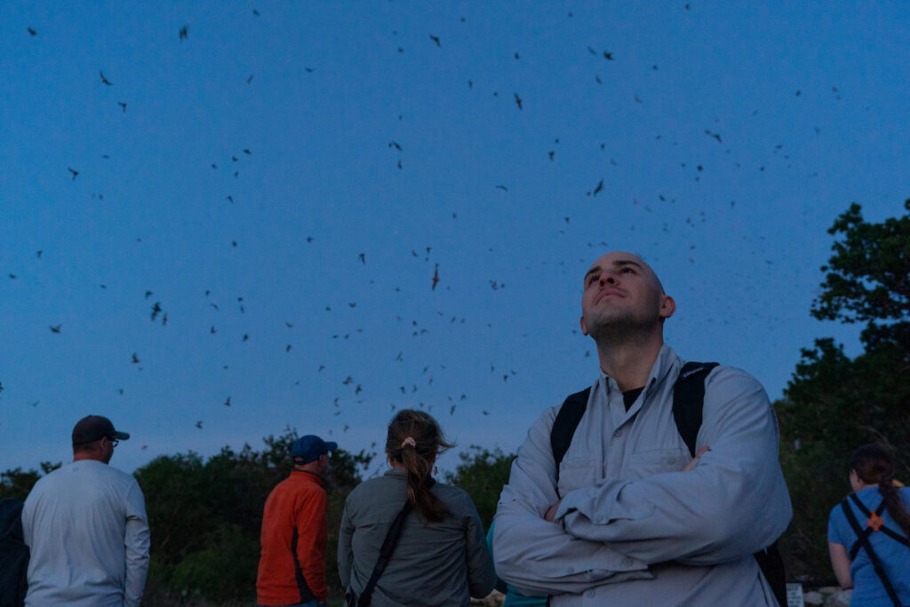 A group of people watch a large flock of bats fly at twilight. 