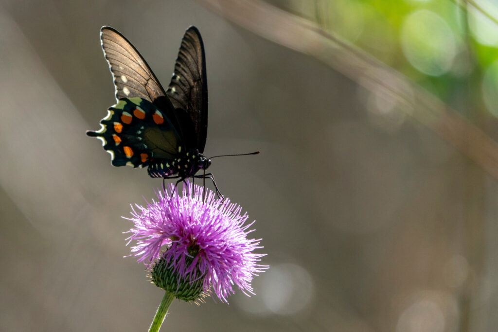 A black and orange butterfly on top of a purple thistle.