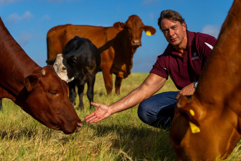 A man, Reinaldo Cooke, squats down among a herd of red and black cattle and reaches his hand out to one