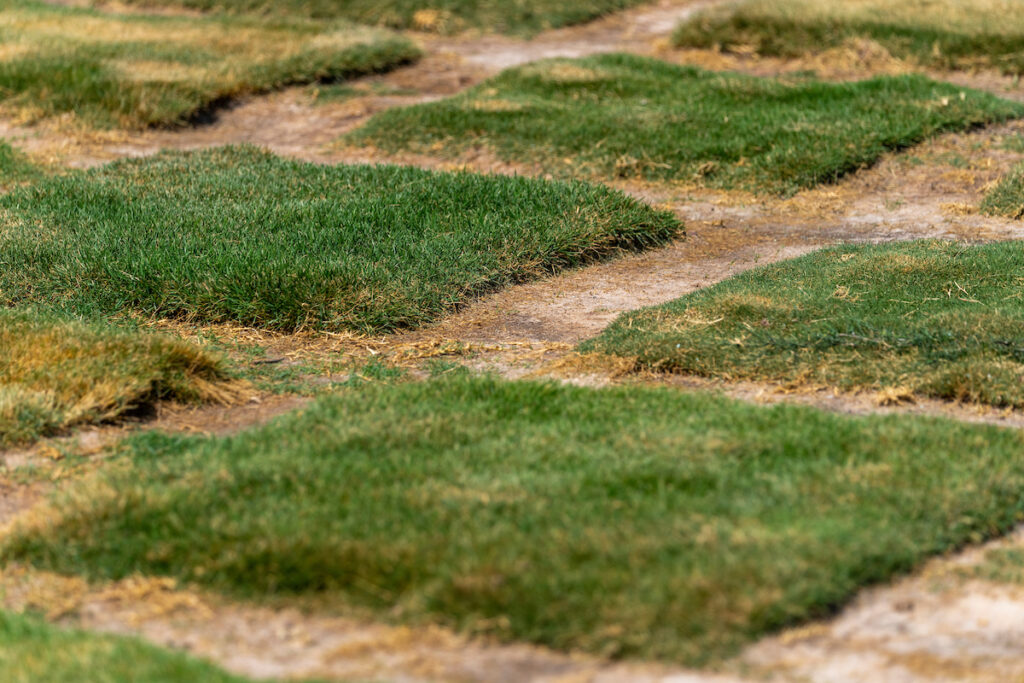 Patches of turfgrass. Participants will be able to learn about controlling weeds in turfgrass at a Dec. 7 continuing education program in Fredericksburg. 