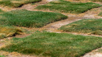 Patches of turfgrass.