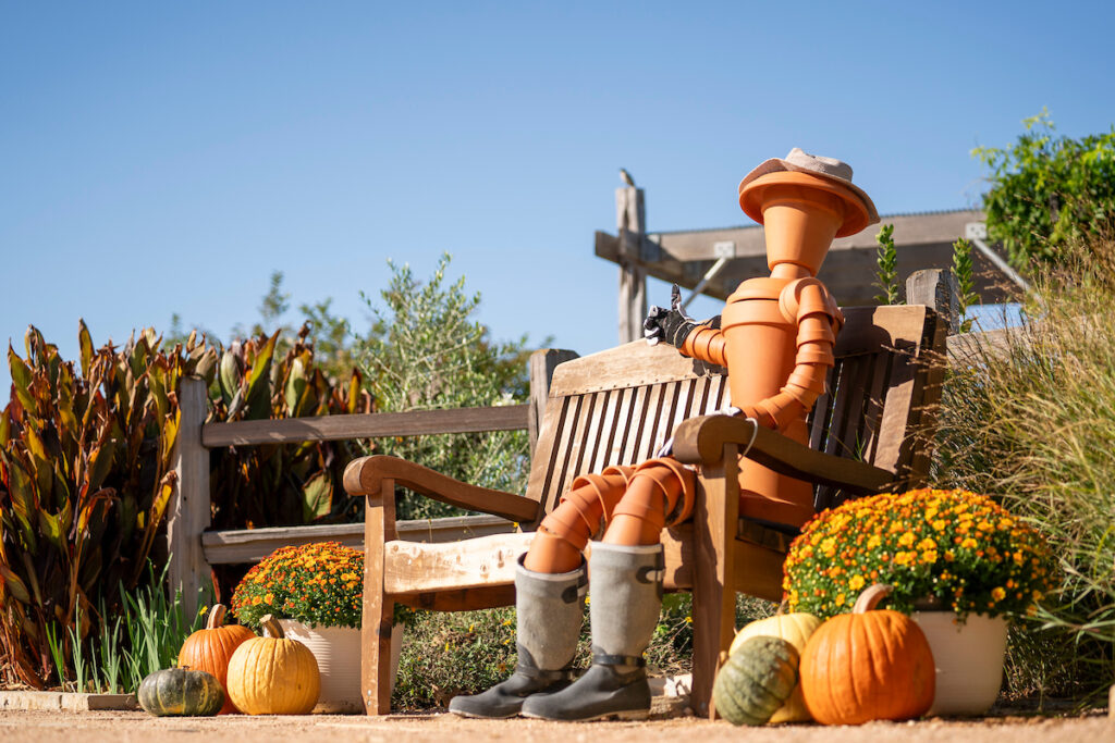 A fall display at The Gardens at Texas A&M. A lifesize figure made of terracotta pots sits on a bench surrounded by mums and pumpkins. 
