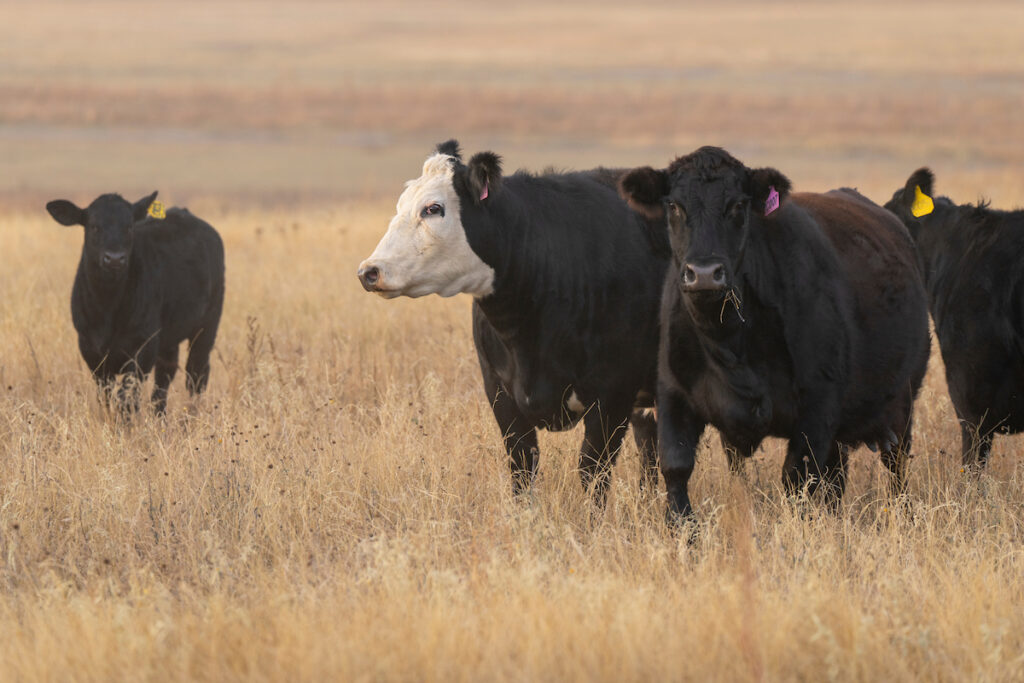 Four cows stand in tall grass. Texas A&M Agrilife researchers are investigating the impact of adaptive grazing management on Conservation Reserve Program lands
