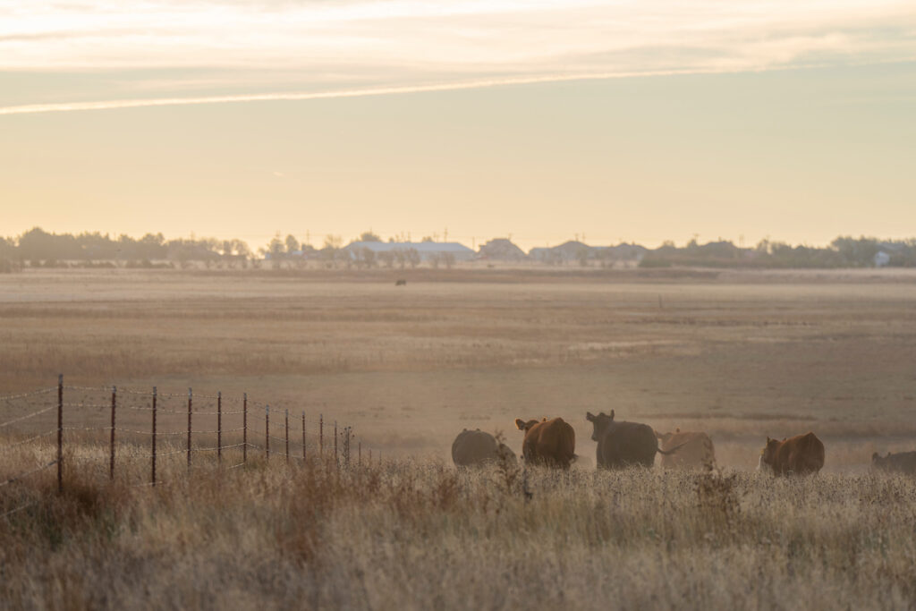 Cattle in a field. The District 8 Farm and Ranch Seminar will be held both in person at 14 locations and virtually.