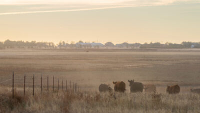 Cattle in a field.