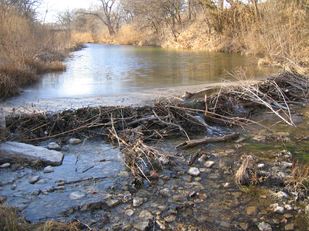 A beaver dam on the North Bosque River. The North Bosque River watershed will be the focus of a Lone Star Healthy Streams workshop held in Cranfills Gap on Dec. 2. (Texas Water Resources Institute photo)