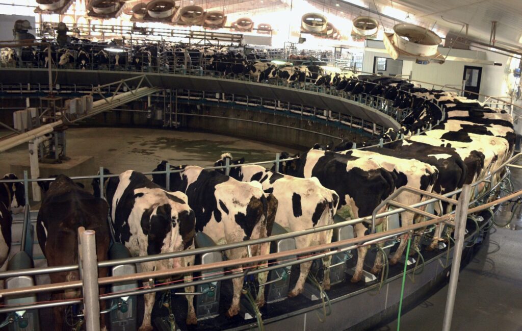 a circle of dairy cows with their backs to us are shown in a rotary parlor