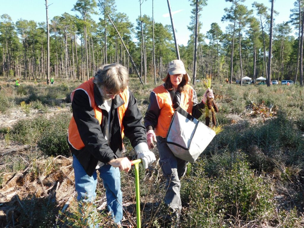 Two people replant pine trees. 
