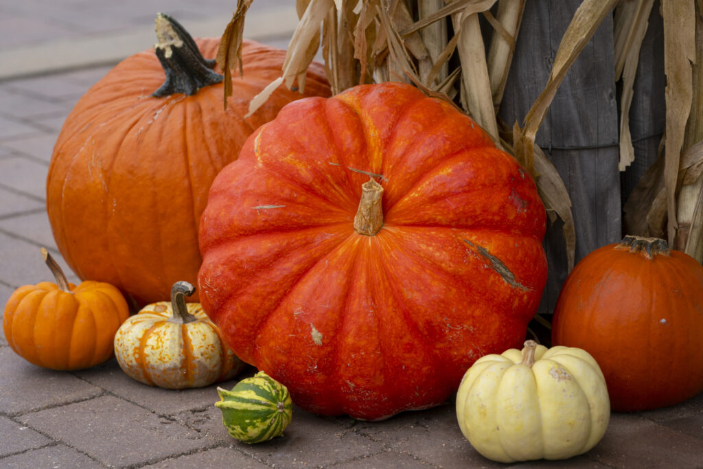 Fall pumpkins being used as a decoration