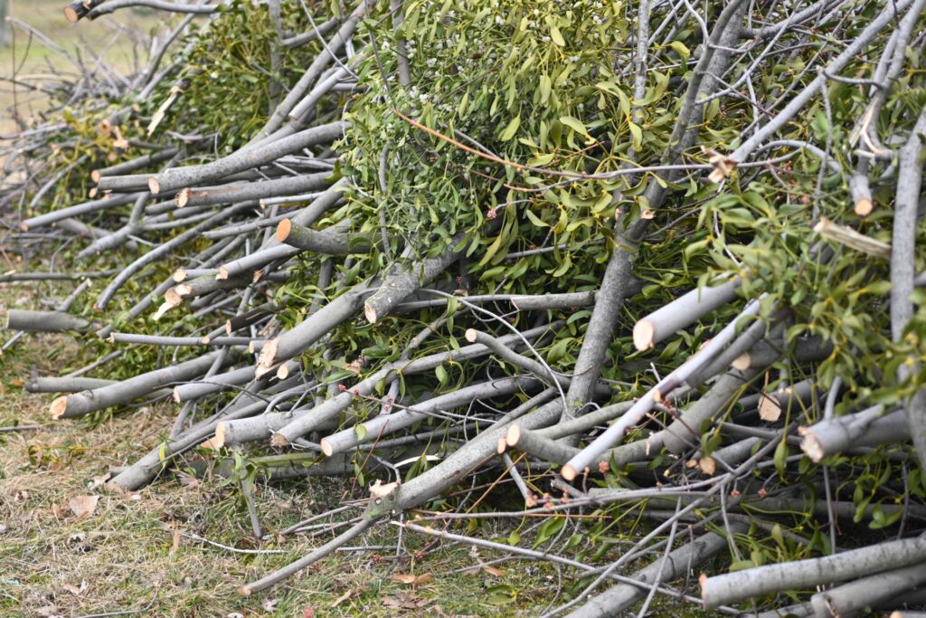 A pile of branches that have been pruned from trees in a pile on the ground.