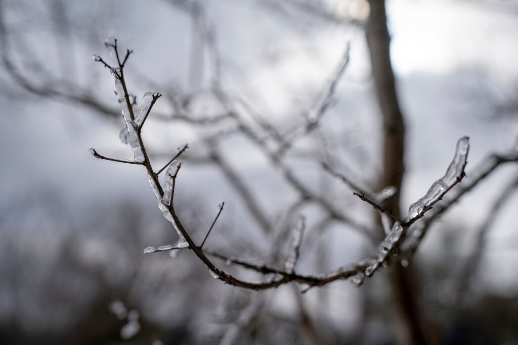 A bare tree in winter with ice coating the branches