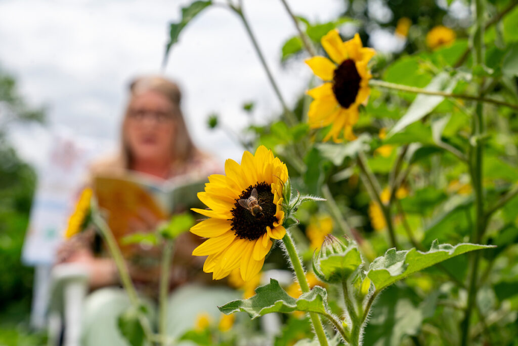 A woman sits behind sunflowers in a garden reading a book. A bee is on the center of one flower.