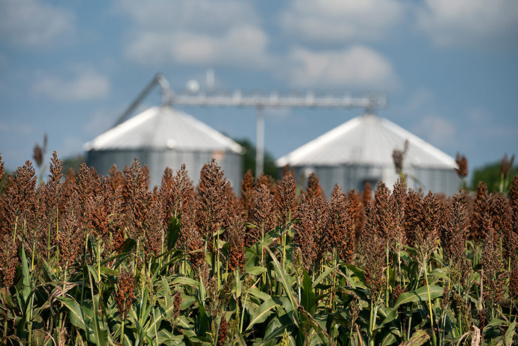 A sorghum field with two silos in the background. The Dec. 21 Texas A&M AgriLife Crop Production and Protection Seminar will feature the latest research for producers.