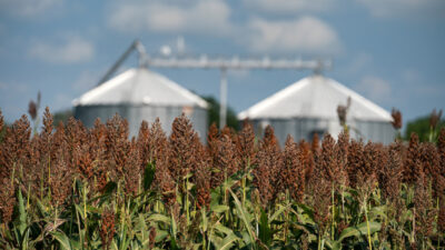 A sorghum field with two silos in the background.
